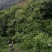 精品高山核桃视频看货产地直达诚信经营