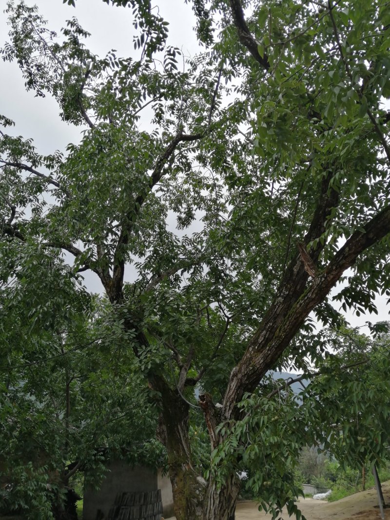 精品高山核桃视频看货产地直达诚信经营