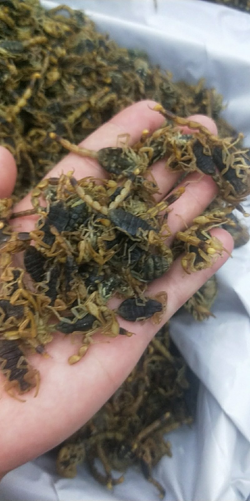 全蝎，蝎子活体清水煮，货全干，没有加重粉，不掺假，肚瘪