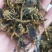 全蝎，蝎子活体清水煮，货全干，没有加重粉，不掺假，肚瘪