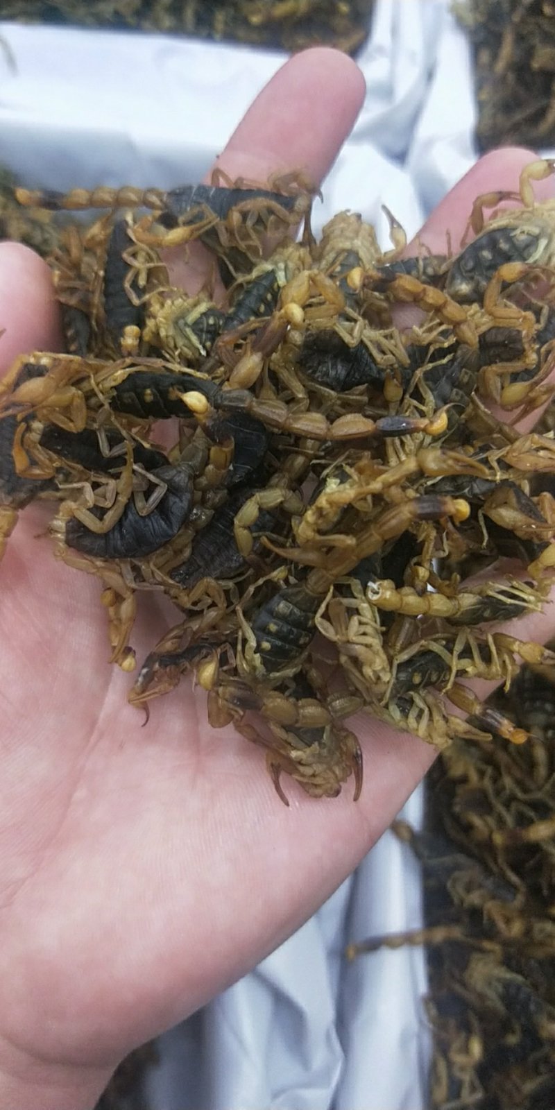 全蝎，蝎子活体清水煮，货全干，没有加重粉，不掺假，肚瘪