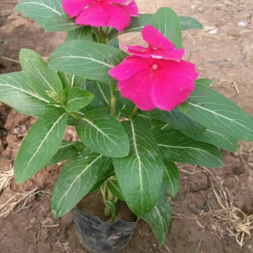 长春花