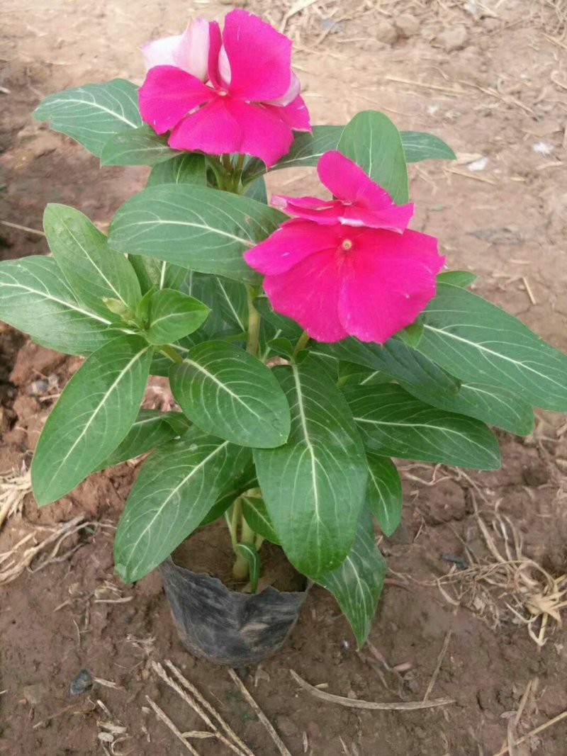 长春花
