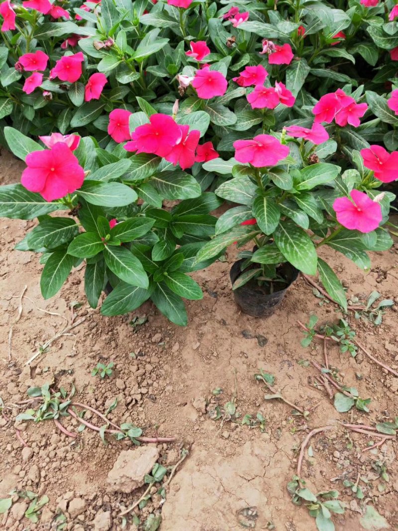 长春花