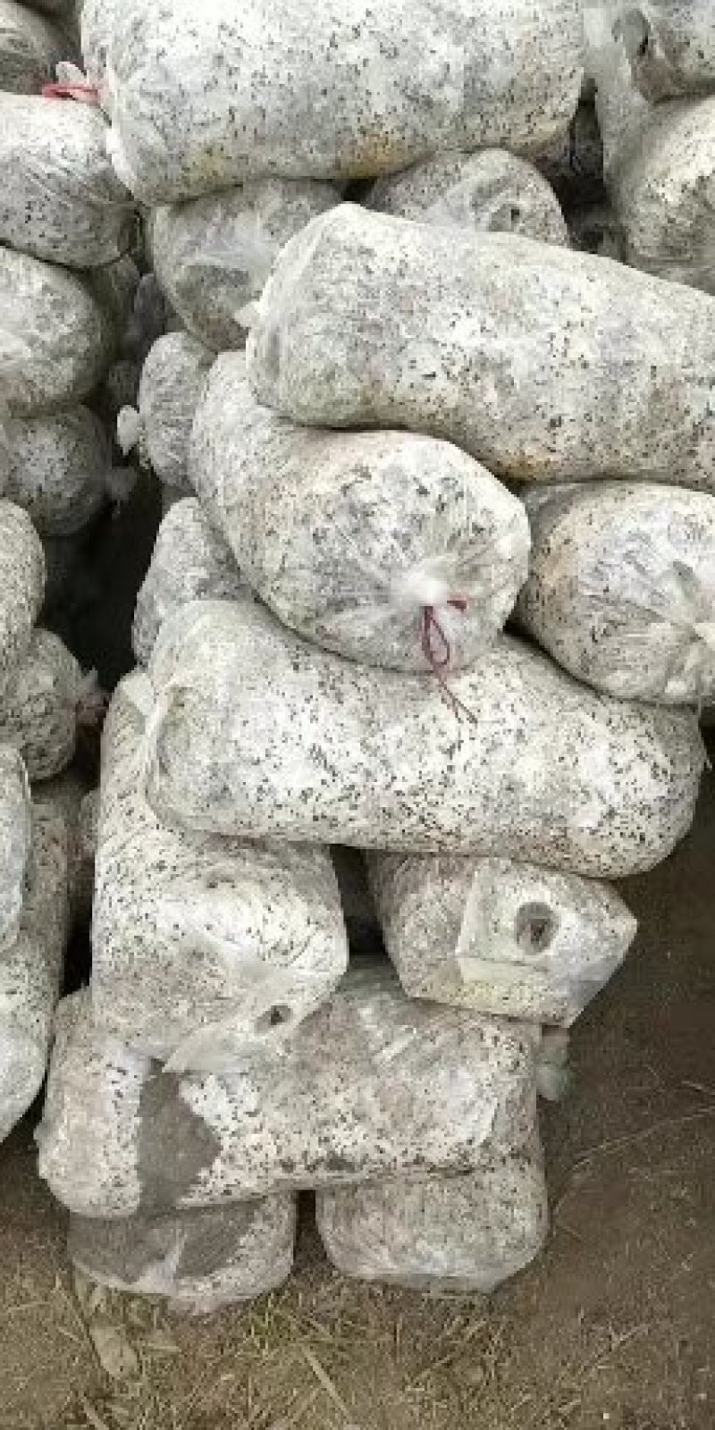 精品平菇菌包大量供货中（大袋规格26×55）
