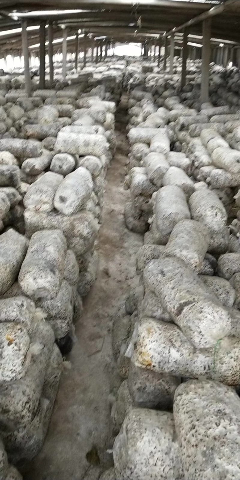 精品平菇菌包大量供货中（大袋规格26×55）
