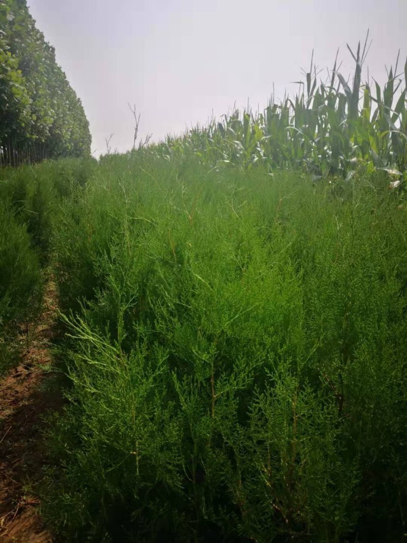 侧柏，各种规格的侧柏，欢迎订购