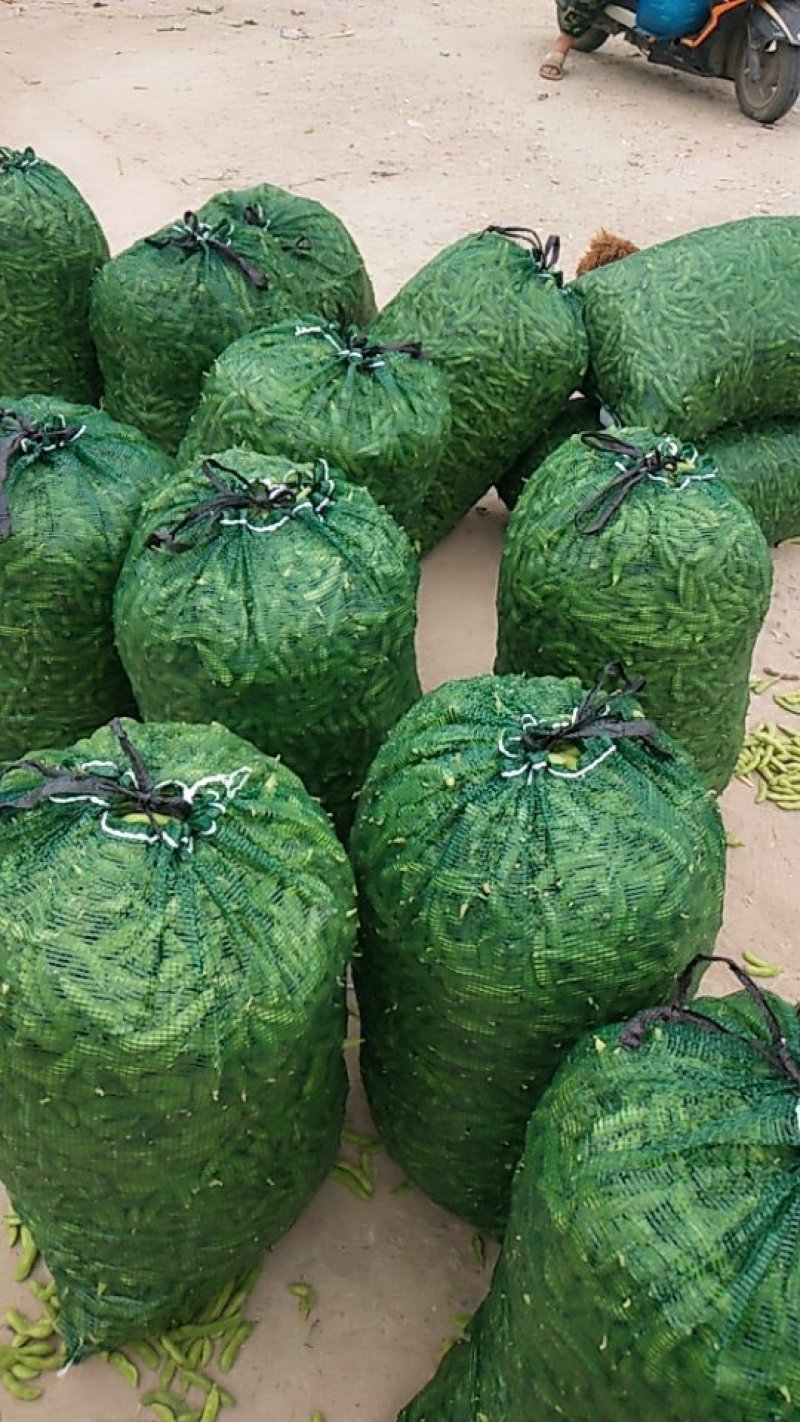 毛豆