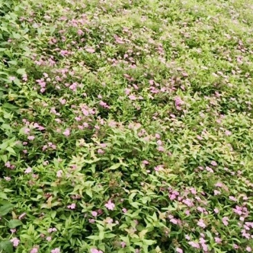 绣线菊。