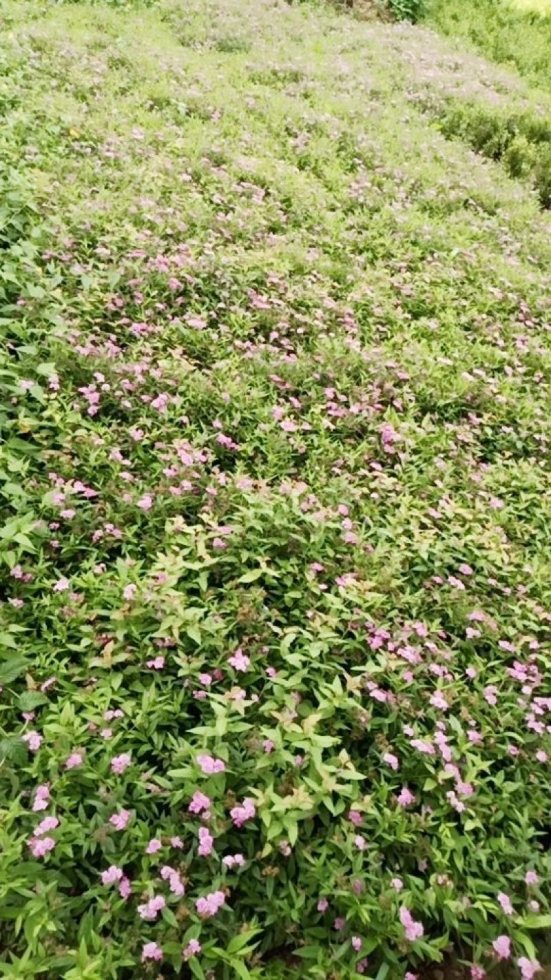 绣线菊。