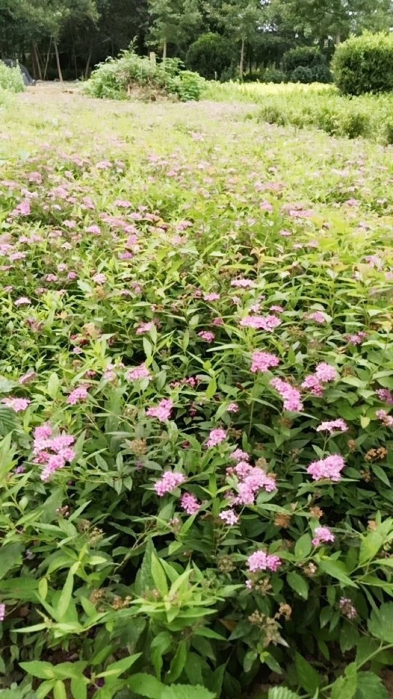 绣线菊。
