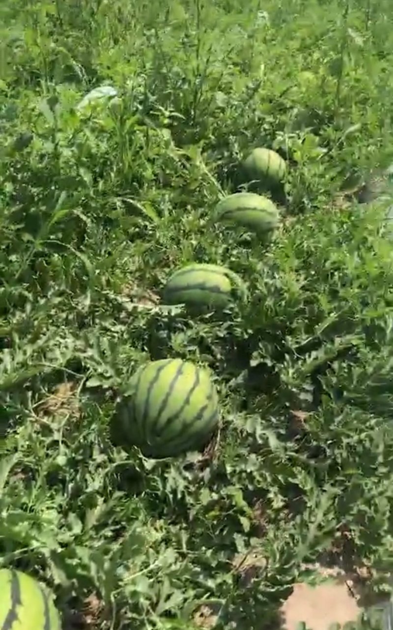 吉林西瓜大量上市，口感好，果型挣，耐运输
