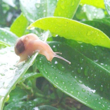 蜗牛