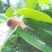 蜗牛