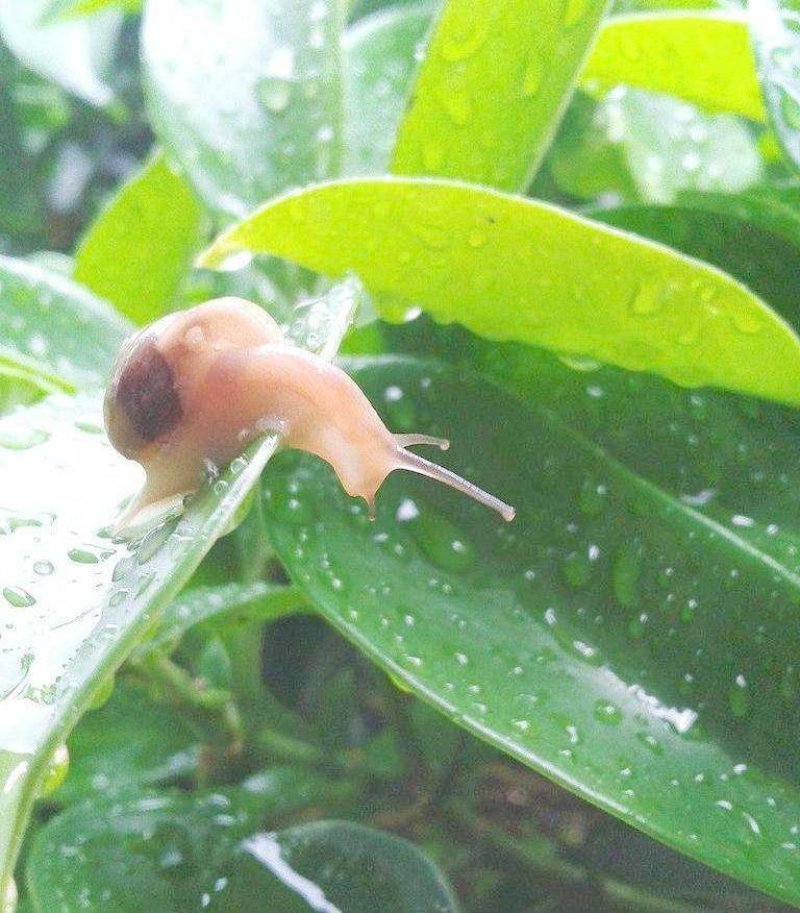 蜗牛