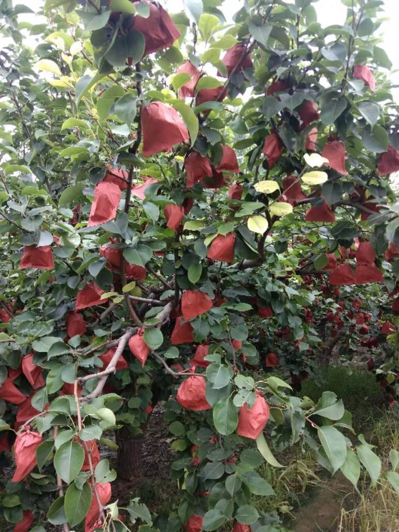 果园雪花梨，酥梨大量上市现摘现装，无渣，甜度高，无病虫害