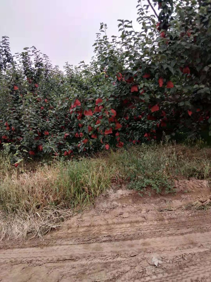 果园雪花梨，酥梨大量上市现摘现装，无渣，甜度高，无病虫害