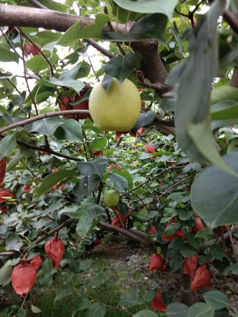 果园雪花梨，酥梨大量上市现摘现装，无渣，甜度高，无病虫害