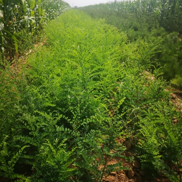 国槐小苗，各种规格的国槐苗。