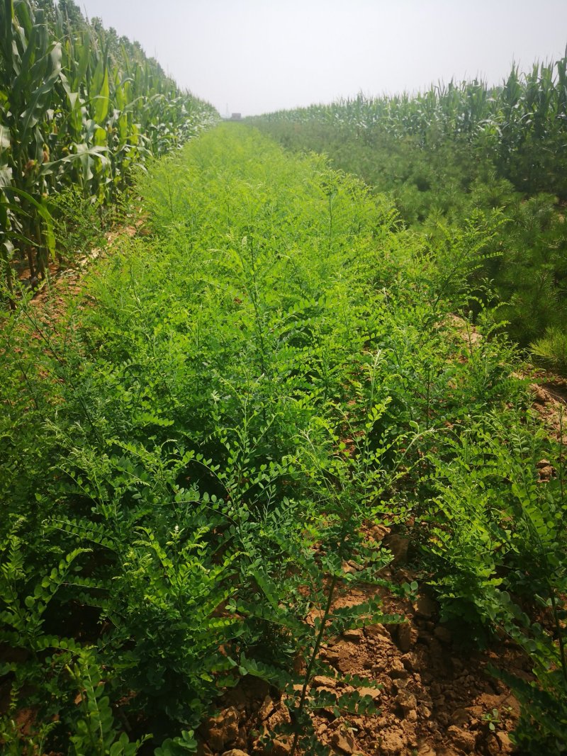 国槐小苗，各种规格的国槐苗。