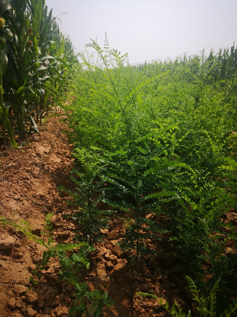 国槐小苗，各种规格的国槐苗。