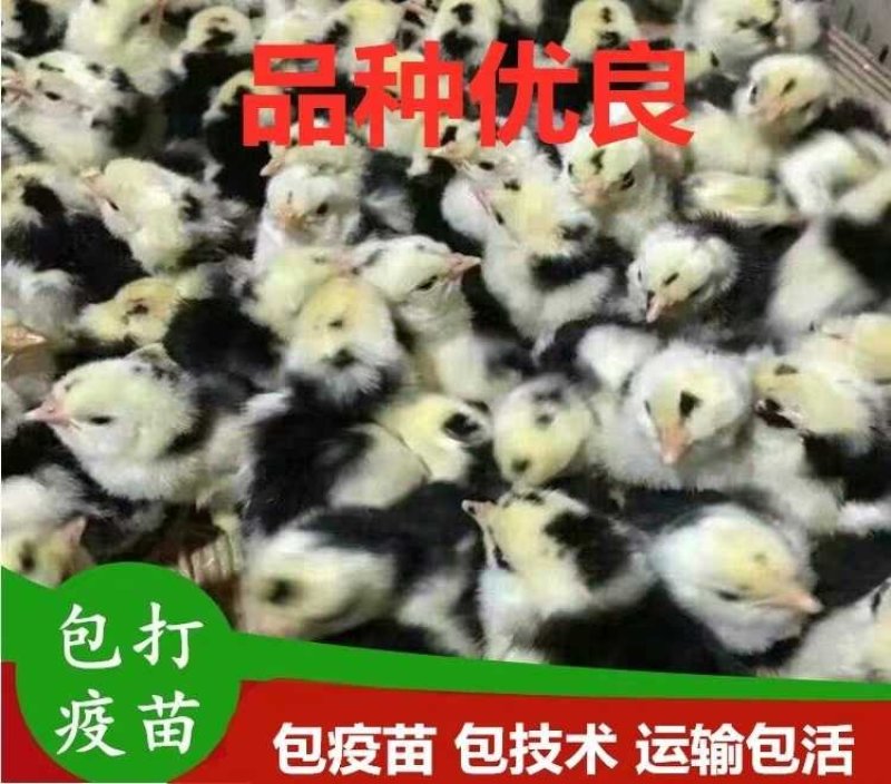 纯种贵妃鸡苗脱温鸡半大小鸡苗包技术防疫到位