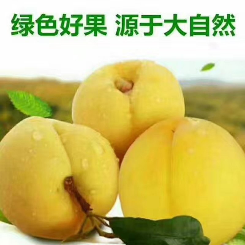 炎陵黄桃泰和高山锦绣黄桃全有机肥种植高档水果桃子