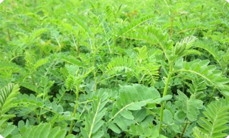 黄芪种子新采黄芪籽包发芽率95%以上提供种植技术