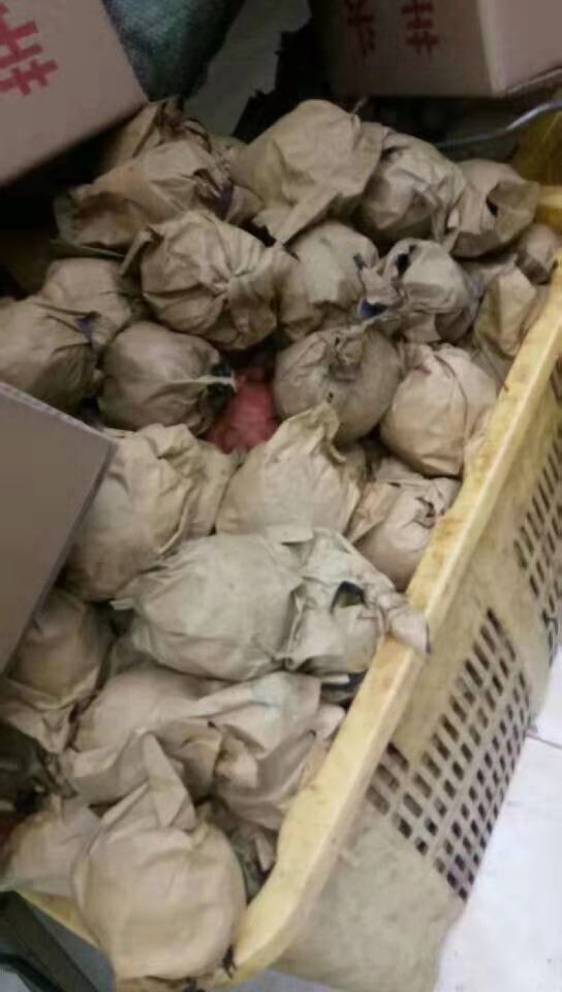 广西桂花梨子量大各位老板快点下单啦