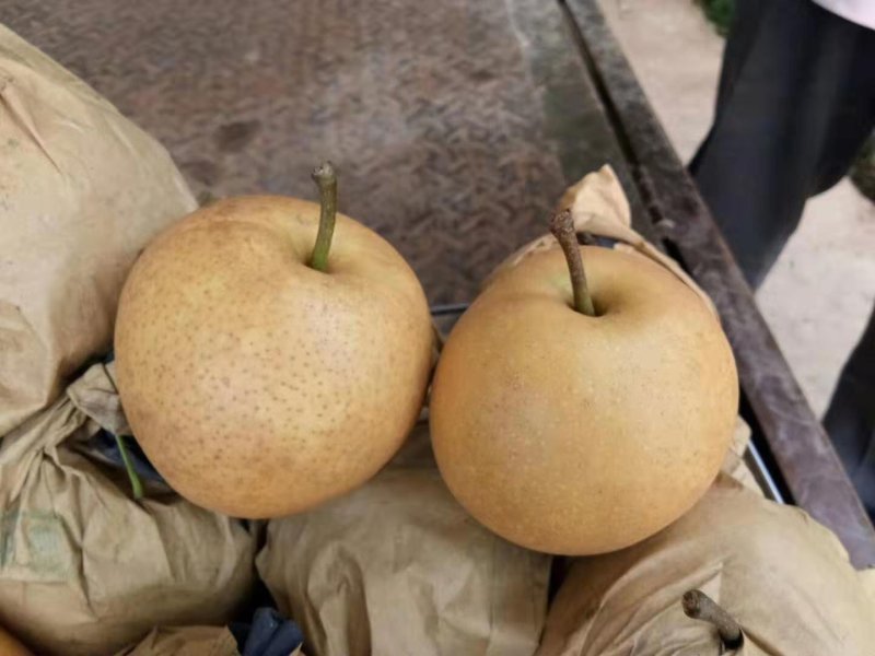 广西桂花梨子量大各位老板快点下单啦