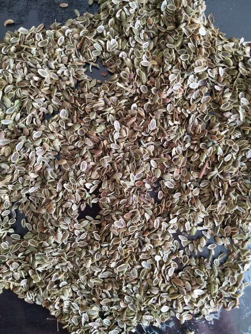防风种子关防风籽包发芽率提供技术回收产品