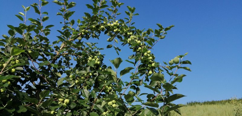 沙果，直径四公分以上