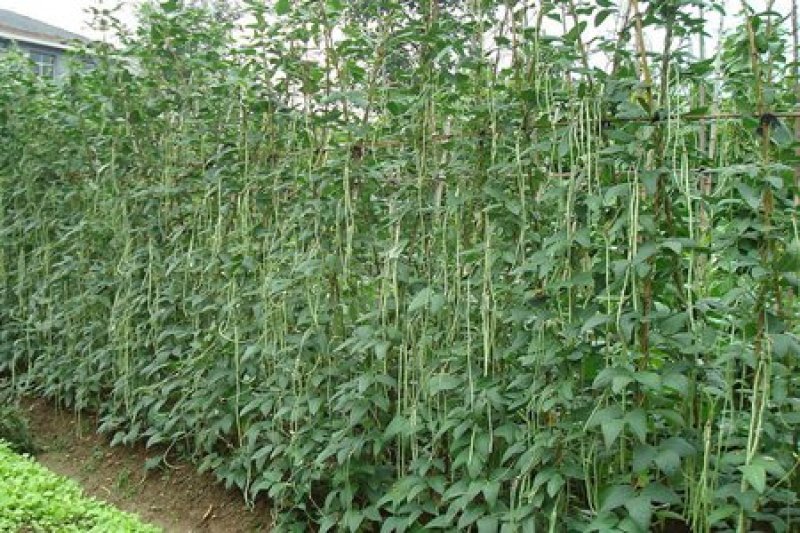 干豆角新鲜豆角豆角干自然脱水熟菜批发