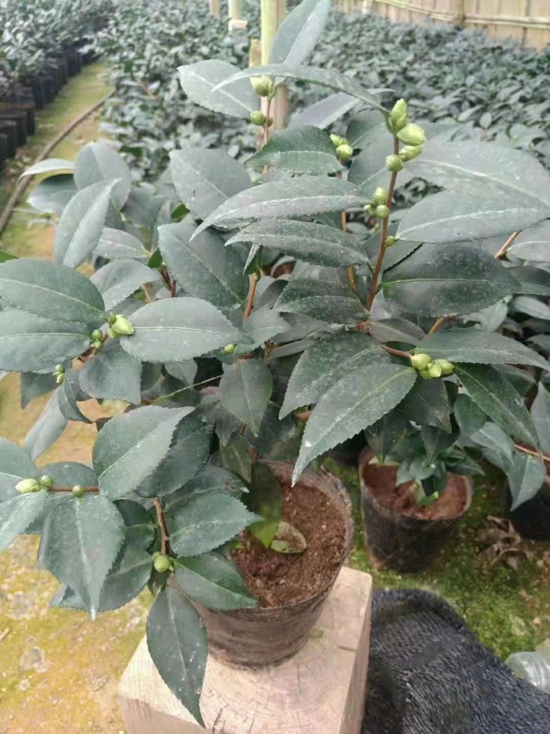 茶花香茶香妃烈香永福花卉基地直销