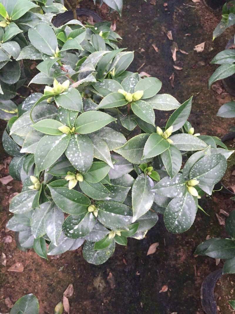 茶花香茶香妃烈香永福花卉基地直销