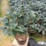 茶花香茶香妃烈香永福花卉基地直销