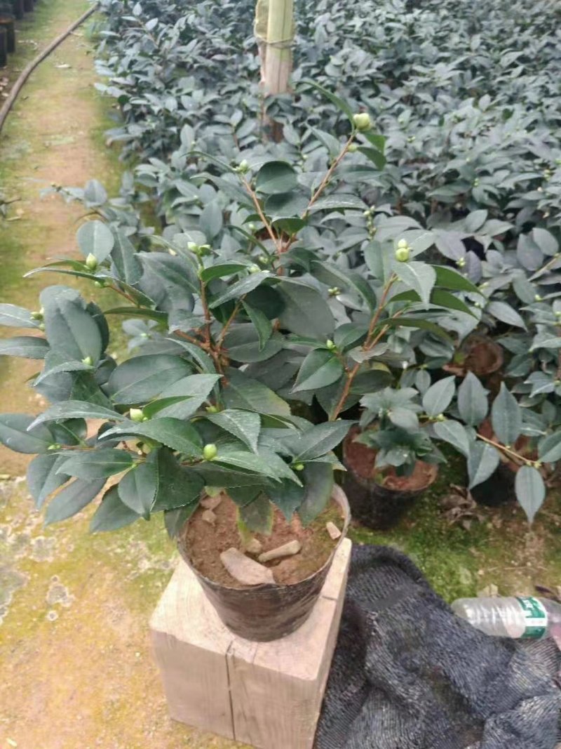 茶花香茶香妃烈香永福花卉基地直销