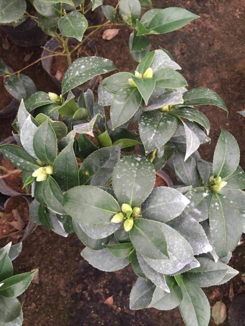 茶花香茶香妃烈香永福花卉基地直销