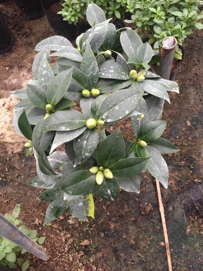 茶花香茶香妃烈香永福花卉基地直销