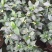 茶花香茶香妃烈香永福花卉基地直销