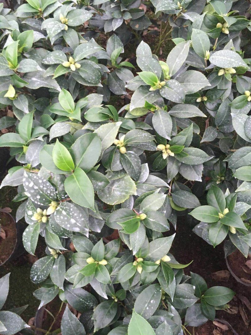 茶花香茶香妃烈香永福花卉基地直销