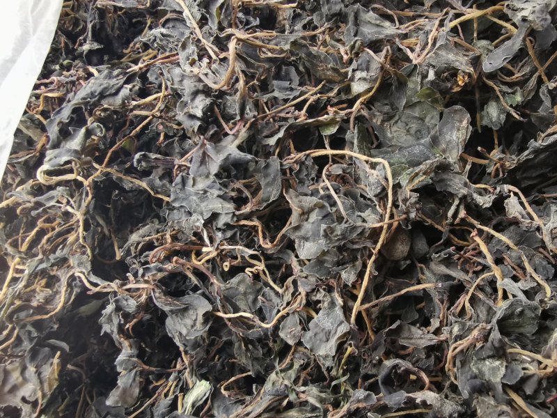 供应新鲜马齿苋干马蜂菜干
