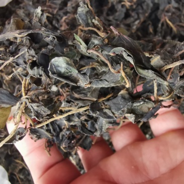 供应新鲜马齿苋干马蜂菜干