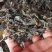 供应新鲜马齿苋干马蜂菜干