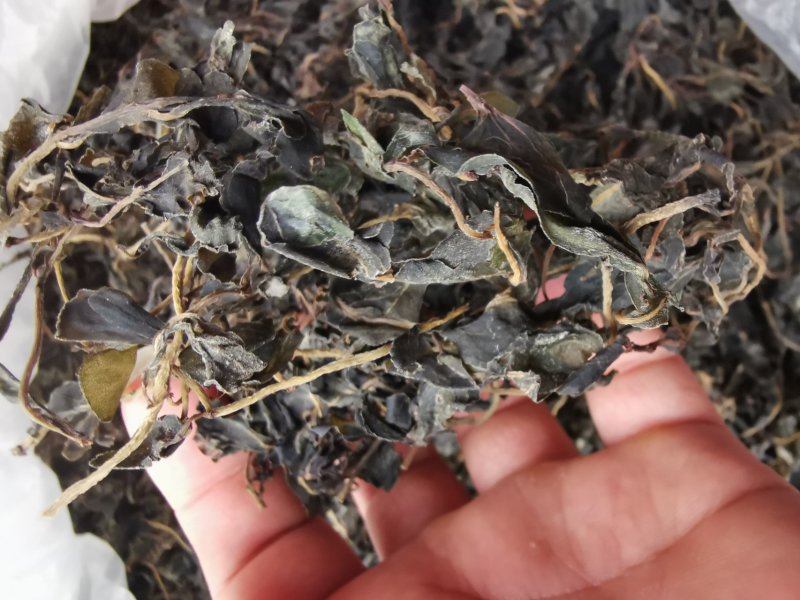 供应新鲜马齿苋干马蜂菜干