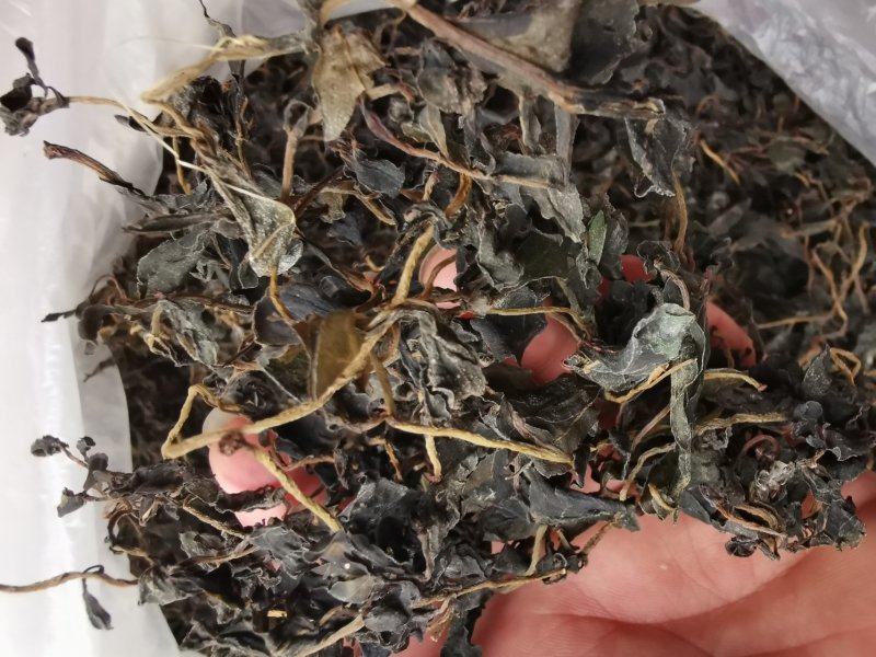 供应新鲜马齿苋干马蜂菜干