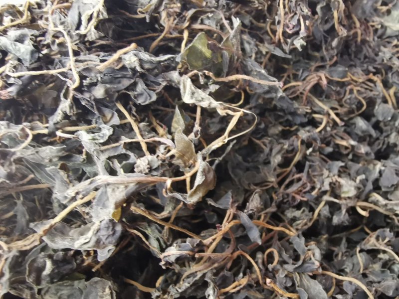 供应新鲜马齿苋干马蜂菜干