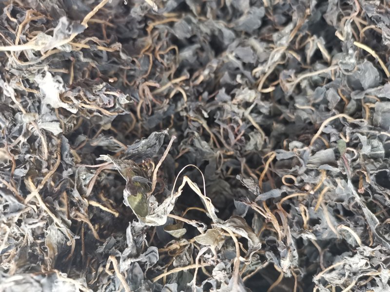 供应新鲜马齿苋干马蜂菜干