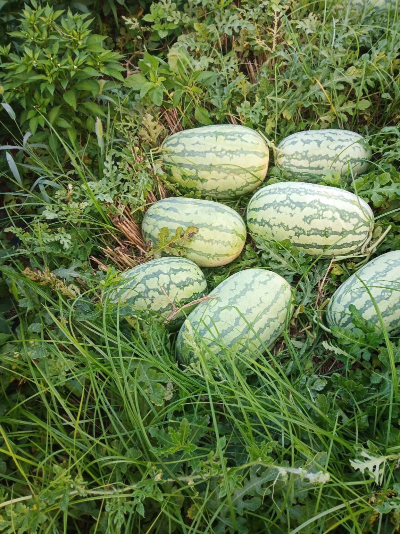 河南特产西瓜