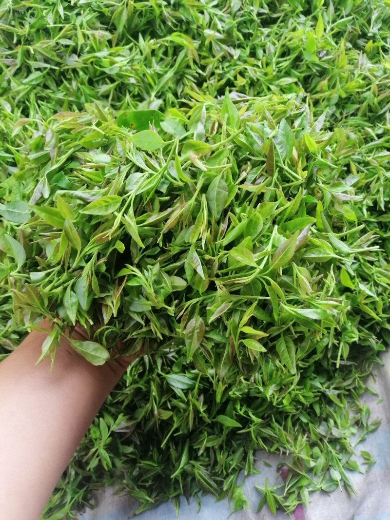 毛冬青嫩芽